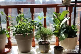 屋子里养花，要有9个讲究，这些是老一辈的经验，做错“难养活”图片