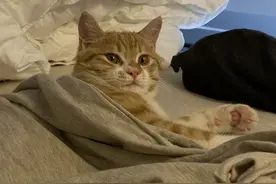 为何说猫咪上床是“禁忌”，其中有什么秘密？图片