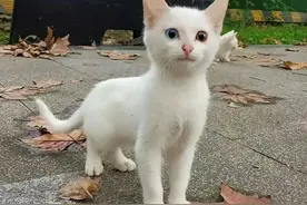 猫猫有多可爱，多图盘点那些萌萌哒的小猫咪图片