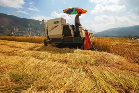 中国食物自给率65.8%，如何构建安全稳定粮食供应保障？图片