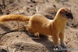 都说黄鼠狼不能杀，不是迷信，是有一定的科学依据的图片