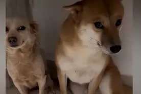 女子回家发现包被咬坏，对比2只狗的不同反应后：妥妥的绿茶狗图片