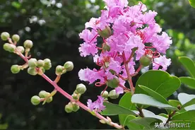 又见紫薇开，盛夏独芳菲图片