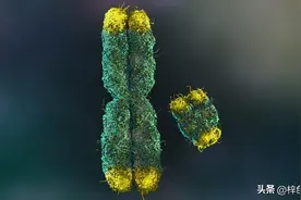 科学家终于解开了Y染色体的奥秘，或对男性不育的研究产生影响图片