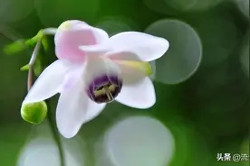 张爱玲《倾城之恋》：结局的圆满，掩盖不住人性的凉薄图片