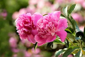每日一花2.5：芍药：凡卉与时谢，妍华丽兹晨图片