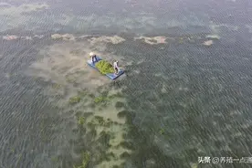 鱼虾蟹塘，除草剂喷洒有讲究，夏末秋初要注意图片