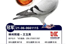 「盘点2021赛鸽」十大公棚冠军鸽有何共通之处？图片