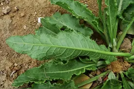 俗称“野菠菜”，农村的牛都不吃它，却有人当野菜吃，有何价值？图片