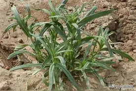 麦田里的野菜，春季才吃得到，钙含量比牛奶还高，如今越来越少见图片