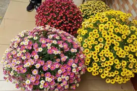 5种“漂亮花”，春天快修剪，先剪大草球，再开大花球图片