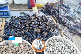 2元一斤的海虹是“开春第一鲜”?海边人：别逗了！海虹可不能乱吃图片