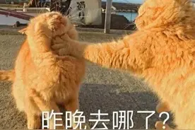 可爱搞怪的表情包：说！昨晚去哪了？图片