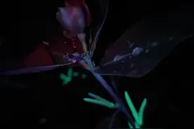 紫外世界 发现世界的另一种色彩图片