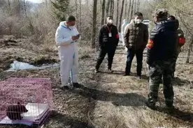 疑似与母熊走散，一小熊闯入蛟河市林业局太平山林场村民的家​！小熊被保护送走后，熊妈妈进村找孩儿图片