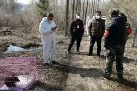 疑似与母熊走散，一小熊闯入蛟河市林业局太平山林场村民的家​！小熊被保护送走后，熊妈妈进村找孩儿图片