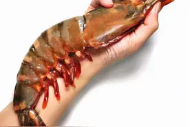 “一只吃好，两只管饱”，我国的巨型黑虎虾，为何名不见经传？图片