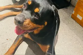 罗威纳犬只追着孩子咬，却不咬孩子母亲，训犬师一语道破真相！图片