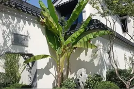 为什么说秋冬栽树一场梦？在移栽过程中我们怎样提高其存活率呢？图片