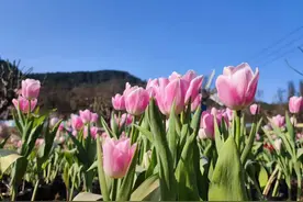 春游广元 | 美景不可辜负！收好这份昭化春季赏花指南图片