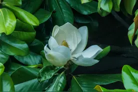 求购广玉兰，求购云杉，求购国槐，求购丛生美人梅，求购小叶黄杨图片