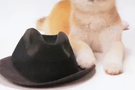 “忠犬八公”的故事，日版和美版哪一个更能触动你的心弦？图片