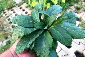 在农村的菜园，有一种宝贝用来煮鸡蛋，作用相当的好，你认识吗？图片