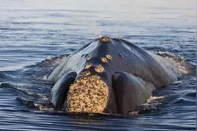 神奇的“海洋害虫”：藤壶到底有何特别之处？鲸鱼海龟都深受其害图片