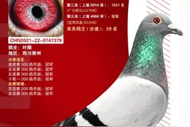 「图集」山区飞出的冠军亮点多，川渝地区2022春棚冠军鸽盘点图片