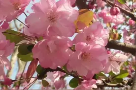 昆明西华园：海棠花，盛开在你我的心里图片