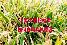 小麦大面积枯黄，农户说买了假农资，经销商说天气冻害，咋解决？图片