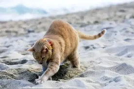 猫咪对着食物做出“掩埋”动作，是什么原因呢？图片
