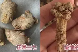 三七也是有假的！切勿贪小便宜吃大亏图片