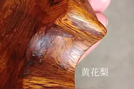 越黄演变成海黄的准确时间图片