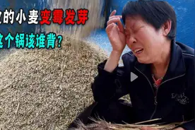 麦收大功臣收割机，为什么无法做到随开随用？固定地方待不行吗！图片