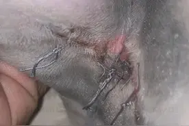 一例动物激光治疗猫腋下陈旧性伤口病例分享图片