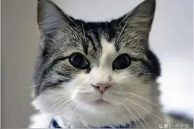 美国小猫奥斯卡，能准确预言人类生死，小猫预言比医生还准确图片