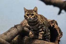 十大外表可爱内里凶残的动物，你以为大熊猫只会卖萌？图片