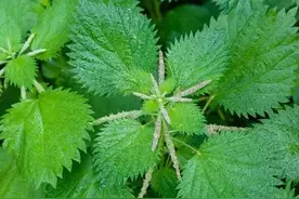 儿时记忆，让人望而生畏的荨麻叶，全身是宝，还是营养丰富的蔬菜图片