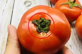 为什么现在的西红柿都“硬邦邦”的，放几个星期都不坏？为你解答图片