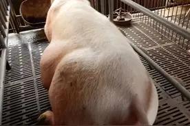 母猪难产或产程过长的原因以及解决办法图片