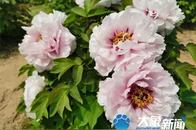 家门口也能赏牡丹！郑州这儿有400多个品种40000多株牡丹等你来图片