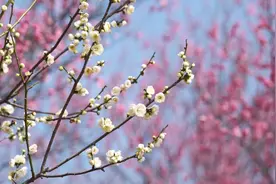 绿梅、紫梅、杏梅……湖北“梅”景上新了！图片