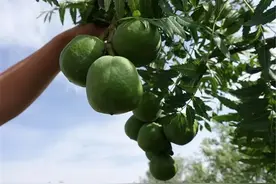 陕西发现1700年文冠果古树，同一树枝上，同时盛开三种颜色的花朵图片