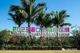 创新形式 海口三角梅花展正当时 | “簕杜鹃”专题图片