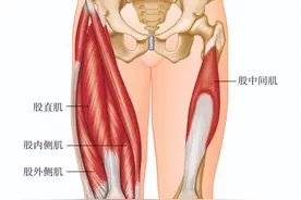 「一招治膝」膝关节疼痛，应该多锻炼大腿——股四头肌图片