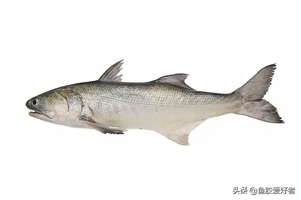 顺风斗湖鱼胶产地是哪里 2026年顺风斗湖胶好不好