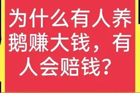 有人养鹅赚大钱、有人养鹅赔钱，养鹅到底能不能赚钱？图片