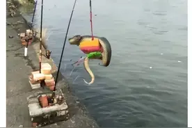 钓鱼趣事|祝钓友们永不空军！图片