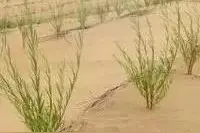 官方通报：孙国友种的树适合沙漠生长，专家也肯定乔木不破坏环境图片